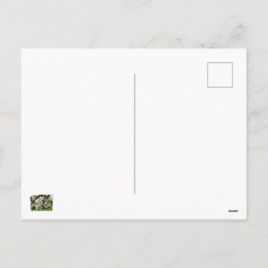 Apfelblüten Feiertagspostkarte (Rückseite)