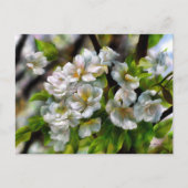 Apfelblüten Feiertagspostkarte (Vorderseite)