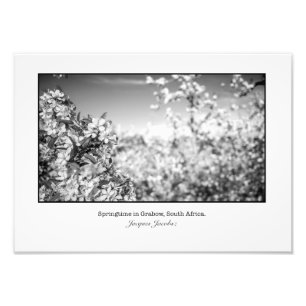 Apfelblüten Fotodruck
