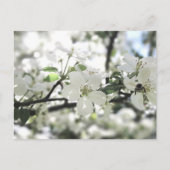 Apfelblüten Frühlingsbaum Natur Fotografie Postkarte (Vorderseite)