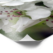 Apfelblüten im Frühling Fotodruck (Ecke)