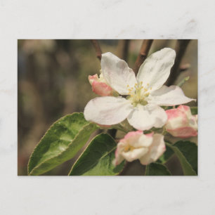 Apfelblüten im Sonnenschein, Naturfotografie Postkarte