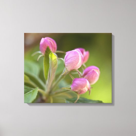 Apfelblüten Leinwanddruck (Vorderseite)