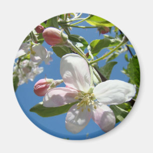 APFELBLÜTEN MAGNETE Rosa Blüten Apfel Magnet