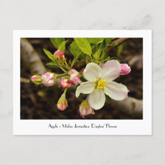 Apfelblüten - Malus domestica "Dayton"-Blume Postkarte