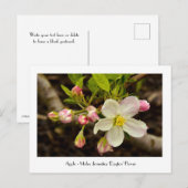 Apfelblüten - Malus domestica "Dayton"-Blume Postkarte (Vorne/Hinten)