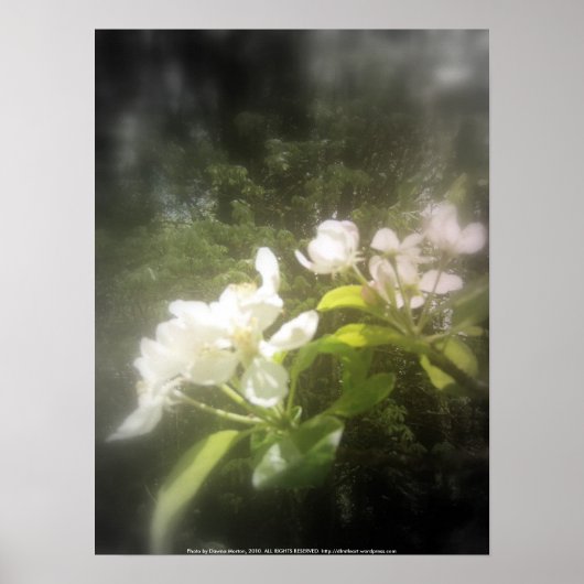 Apfelblüten Nr. 2, schwarz-weiß Poster (Vorne)