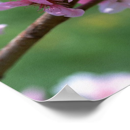 Apfelblüten Poster (Ecke)