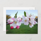 Apfelblüten Postkarte (Vorne/Hinten)