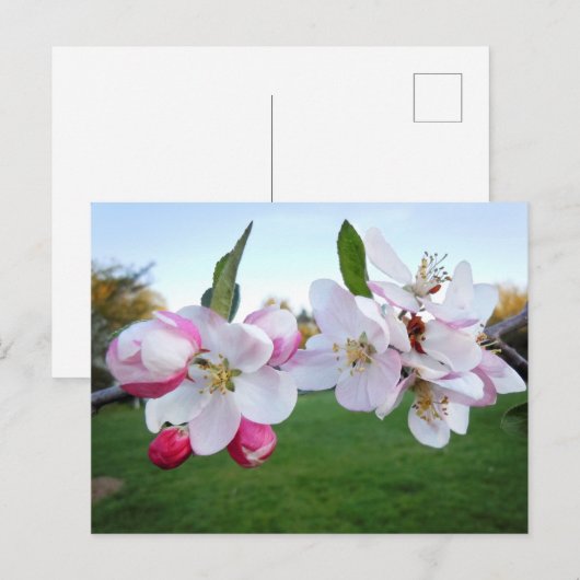 Apfelblüten Postkarte (Vorne/Hinten)