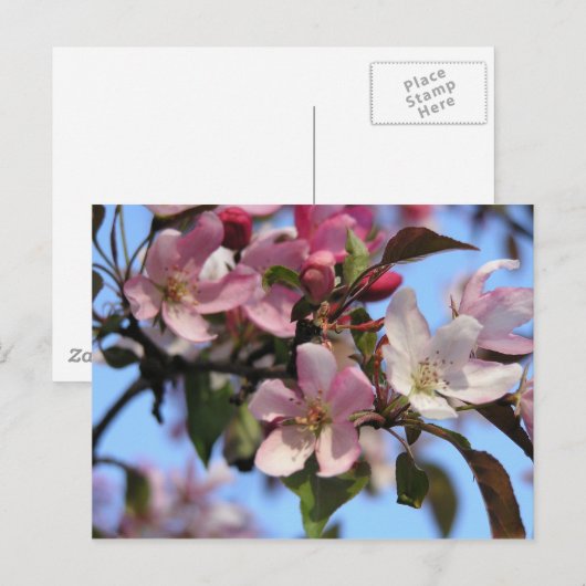 Apfelblüten Postkarte (Vorne/Hinten)