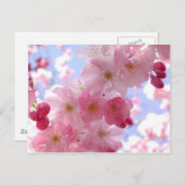 Apfelblüten Postkarte (Vorne/Hinten)