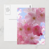 Apfelblüten Postkarte (Vorne/Hinten)