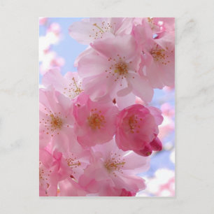 Apfelblüten Postkarte