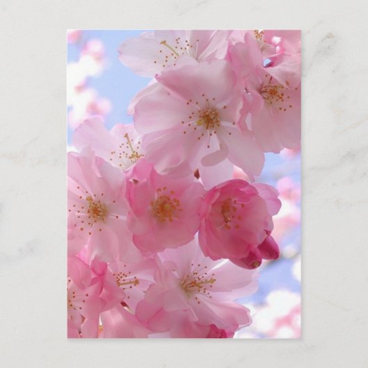 Apfelblüten Postkarte (Vorderseite)