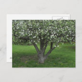 Apfelblüten Postkarte (Vorne/Hinten)
