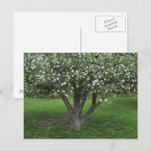 Apfelblüten Postkarte (Vorne/Hinten)