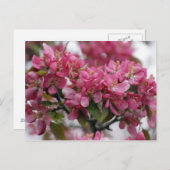 Apfelblüten Postkarte (Vorne/Hinten)