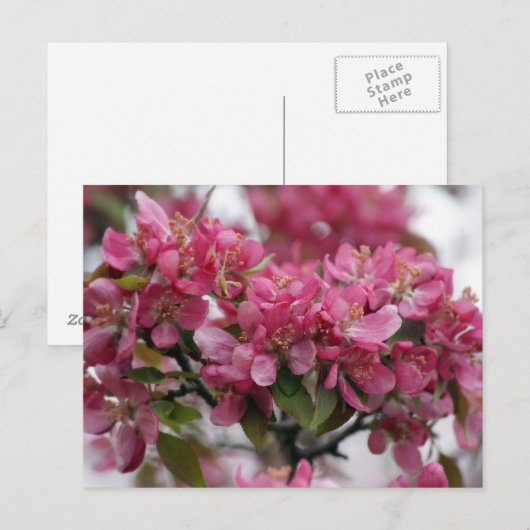 Apfelblüten Postkarte (Vorne/Hinten)