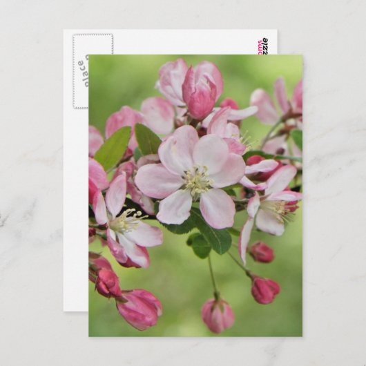Apfelblüten Postkarte (Vorne/Hinten)