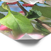 Apfelblüten Rosa Weiße Blume Poster (Ecke)