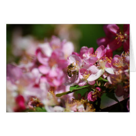 Apfelblüten und Honigbiene