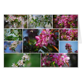 Apfelblüten und Honigbienen