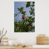 Äpfelchen auf Zweig Poster (Küche)
