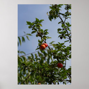 Äpfelchen auf Zweig Poster