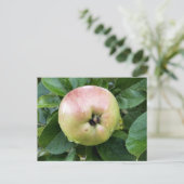 ÄPFELFRÜCHTE POSTKARTE (Stehend Vorderseite)