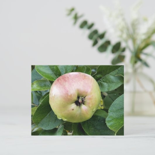 ÄPFELFRÜCHTE POSTKARTE (Stehend Vorderseite)