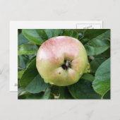 ÄPFELFRÜCHTE POSTKARTE (Vorne/Hinten)