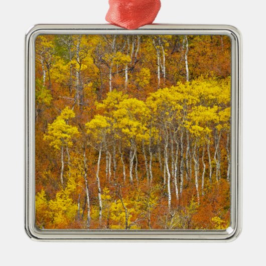 Apfelhahn in der Herbstfarbe in Silbernes Ornament (Vorne)