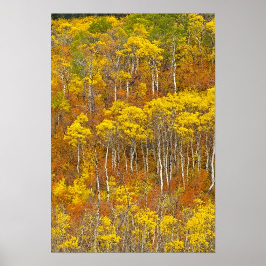 Apfelhain in Spitzenfarbe im Herbst Poster (Vorne)