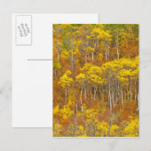 Apfelhain in Spitzenfarbe im Herbst Postkarte (Vorne/Hinten)