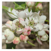 Apfelknospen Blume Fliese (Vorderseite)