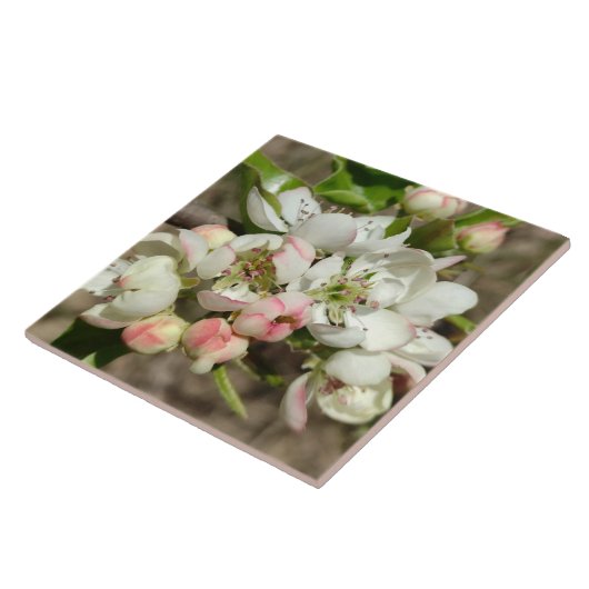 Apfelknospen Blume Fliese (Seite)