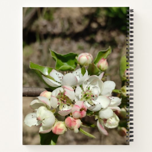 Apfelknospen Blume Notizblock (Rückseite)