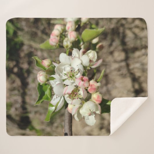 Apfelknospen Blume Sherpadecke (Vorderseite (Horizontal))