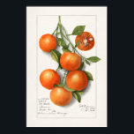 Apfelsinen (Kalamondisch) Malerei mit Wasserfarben Poster<br><div class="desc">Orangen (Calamondian) (1919) von Deborah Griscom Passmore.</div>