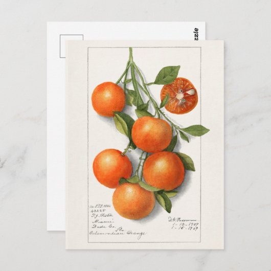 Apfelsinen (Kalamondisch) Malerei mit Wasserfarben Postkarte (Vorne/Hinten)