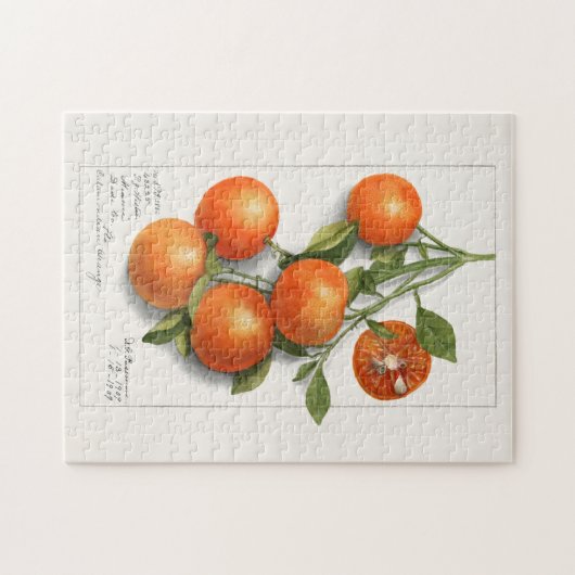 Apfelsinen (Kalamondisch) Malerei mit Wasserfarben Puzzle (Horizontal)