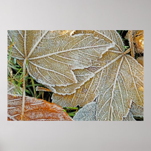 Äpfelster, gefroren poster (Vorne)