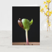 Apfelwein mit Samensaat-Muschel Karte (Gelbe Blume)