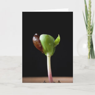 Apfelwein mit Samensaat-Muschel Karte