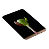 Apfelwein mit Samensaat-Muschel Magnet (Rechte Seite)