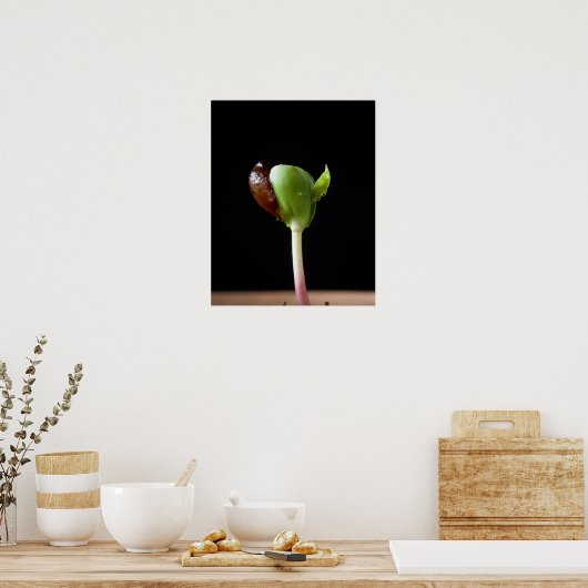 Apfelwein mit Samensaat-Muschel Poster (Küche)