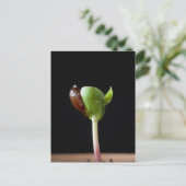 Apfelwein mit Samensaat-Muschel Postkarte (Stehend Vorderseite)