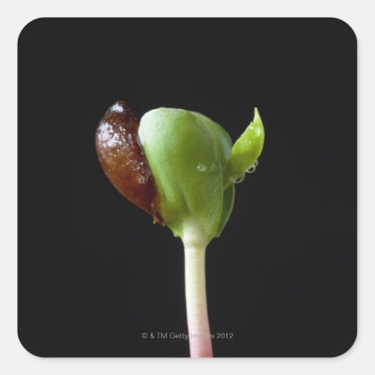 Apfelwein mit Samensaat-Muschel Quadratischer Aufkleber (Vorderseite)