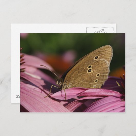 Aphantopus hyperantus postkarte (Vorne/Hinten)